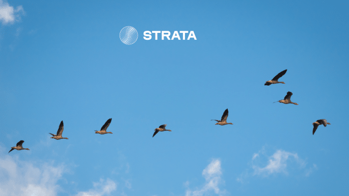 Geese migrating and clouds photo